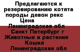 Предлагаются к резервированию котята породы девон-рекс.  › Цена ­ 10 000 - Ленинградская обл., Санкт-Петербург г. Животные и растения » Кошки   . Ленинградская обл.